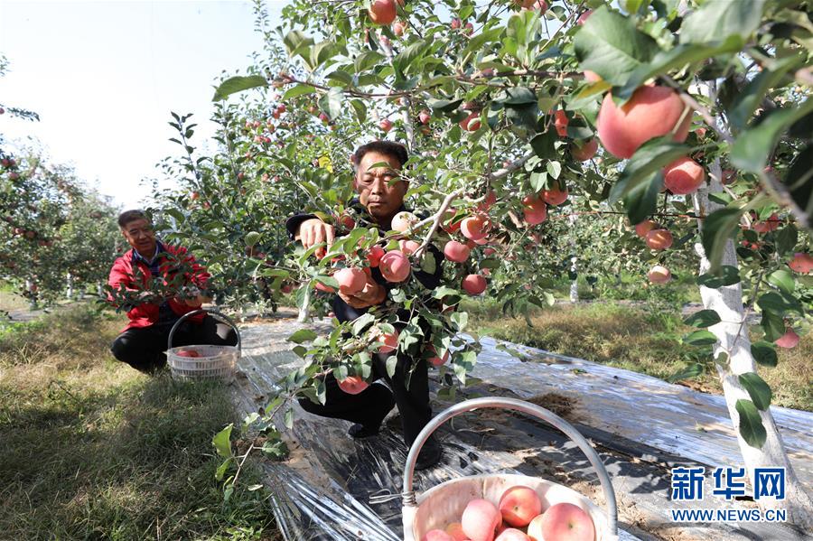 中国苹果之乡新闻联播中国苹果之乡是哪个城市
